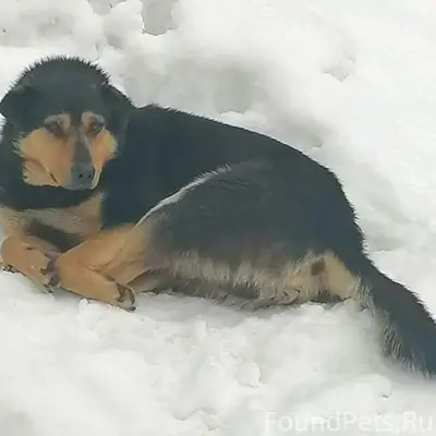 Пропали собаки, Объездное шоссе