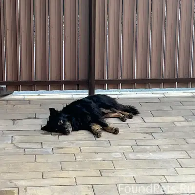 Пропал пёс, неизвестное местоположение