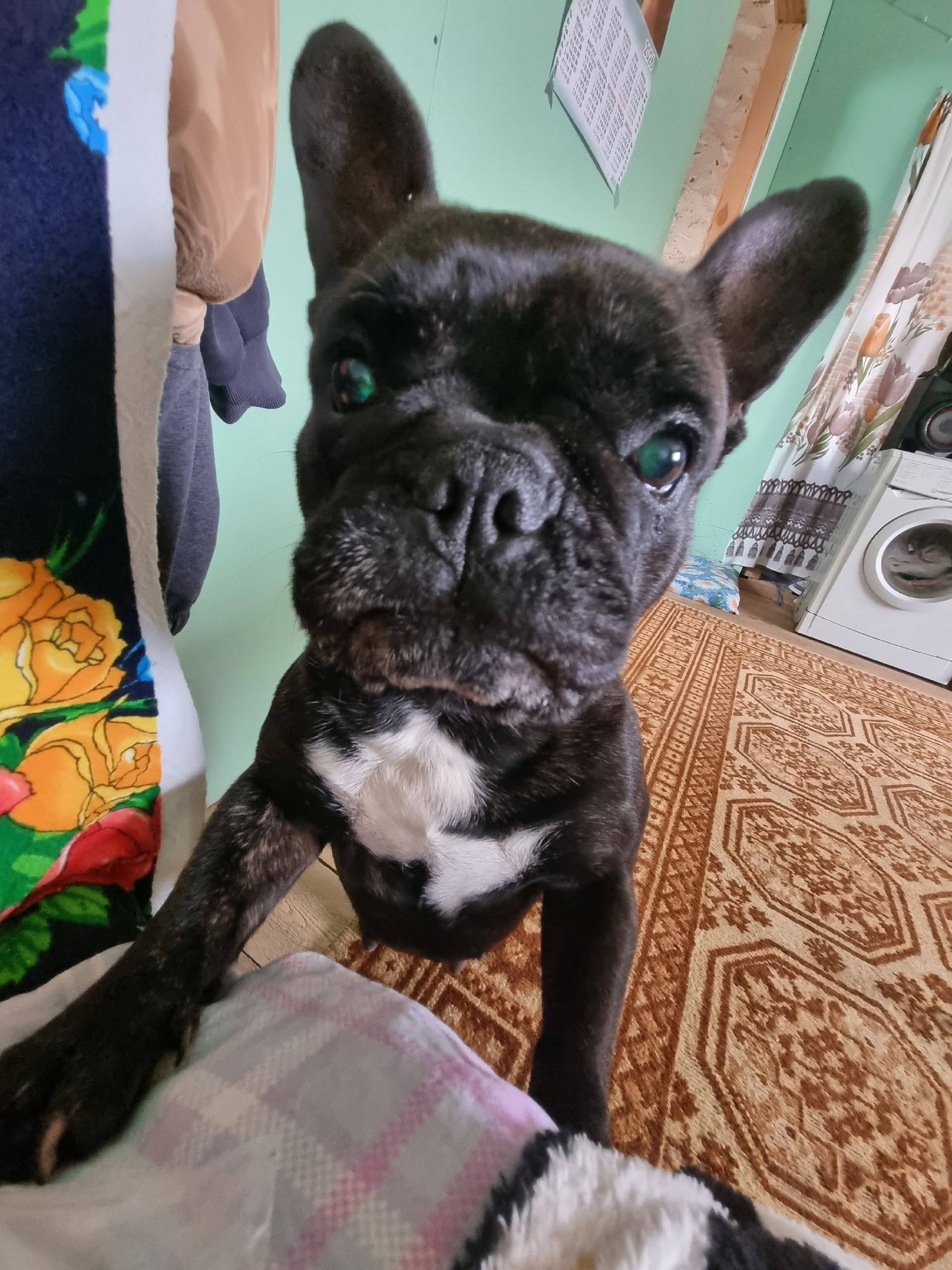 Пропала собака, с. Нижнеиртышское