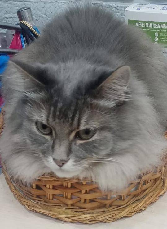 Пропал кот, район Белинского