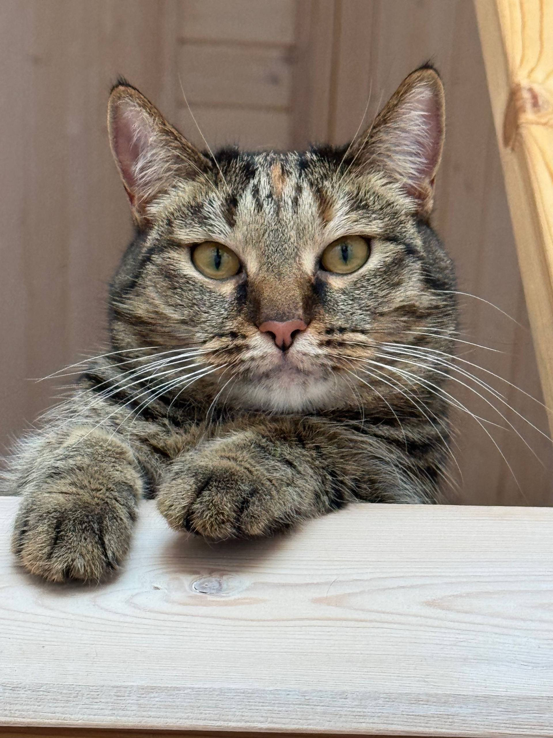 Найдена полосатая кошка, Копейск