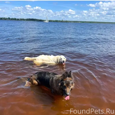 Пропали овчарка Альма и ретривер Джек, район 50 лет ВЛКСМ