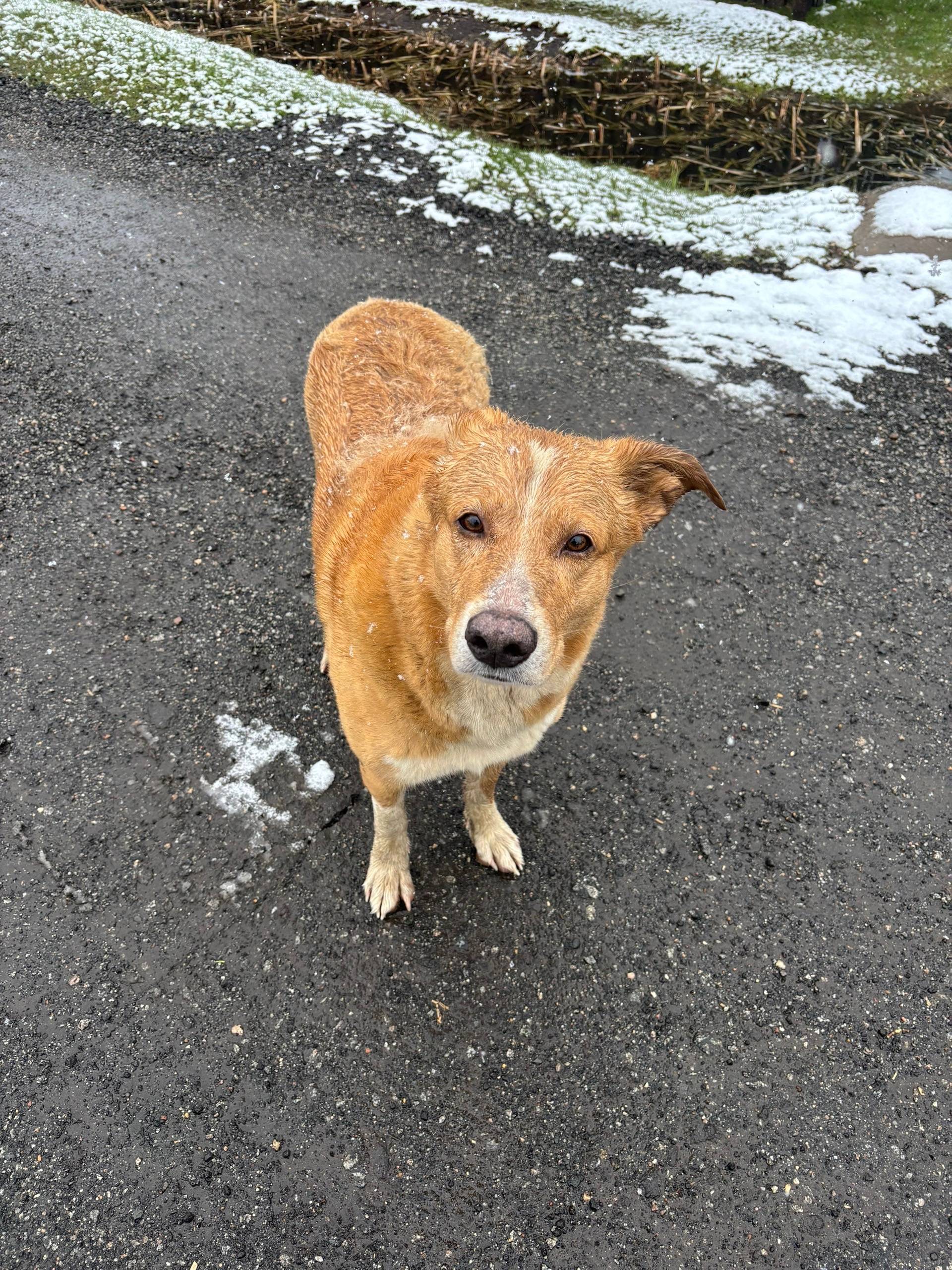 Найден пёс без ошейника, улица Вертевская/Гражданская