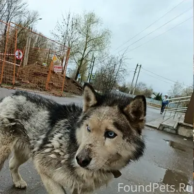 Пропала собака, Соснево