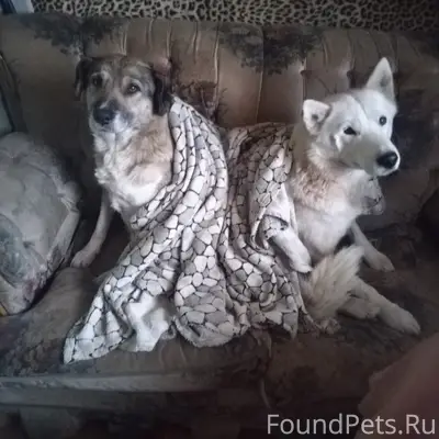 Пропала беспородная собака Марта, рыжий окрас