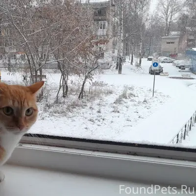 Пропала кошка Моня, Приморский бульвар