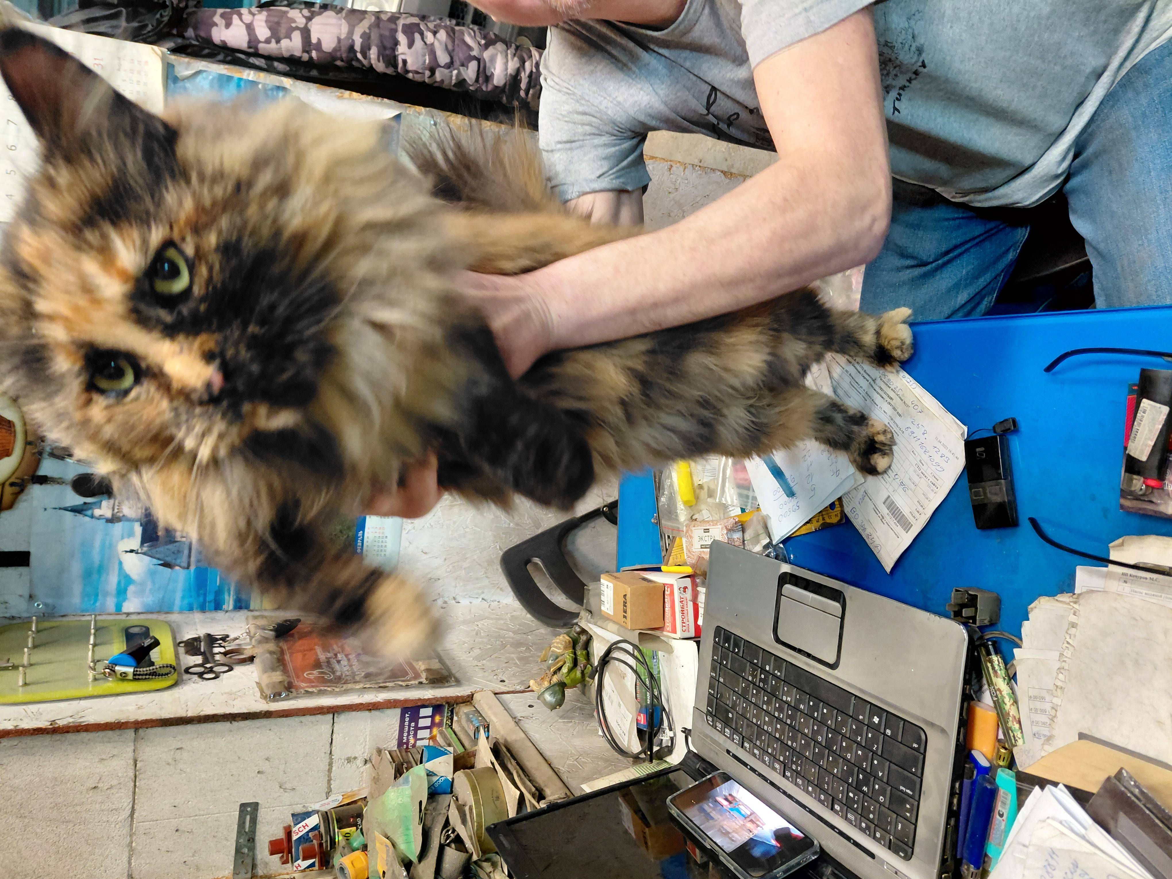 Нашли кошку трехцветную.