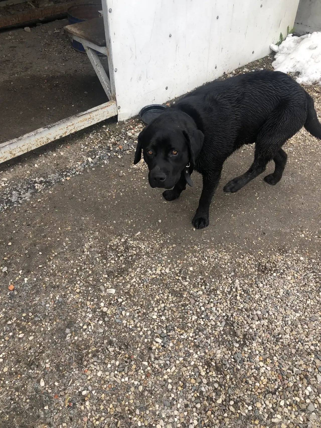 Найден тип собака, г. Павловский Посад