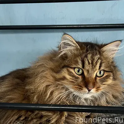 Пропал кот, ул. Советская