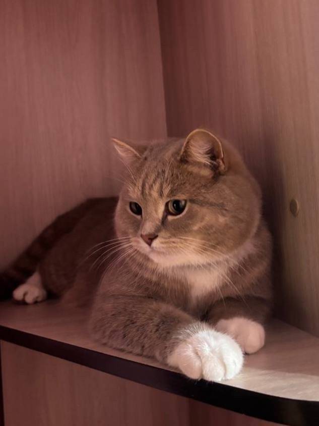 Пропал кот, село Клиновец