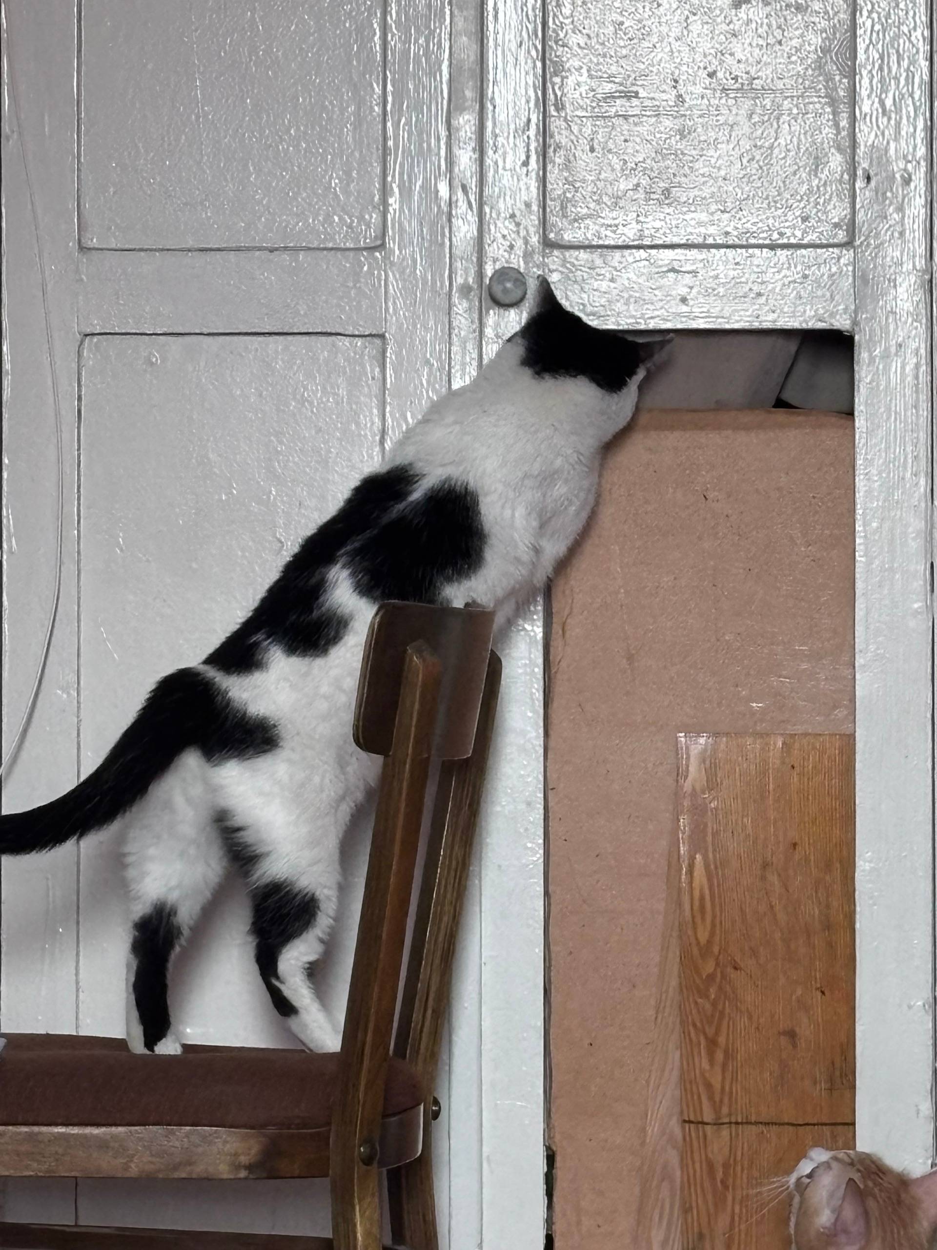 Пропала кошка Луша, Проспект Победы