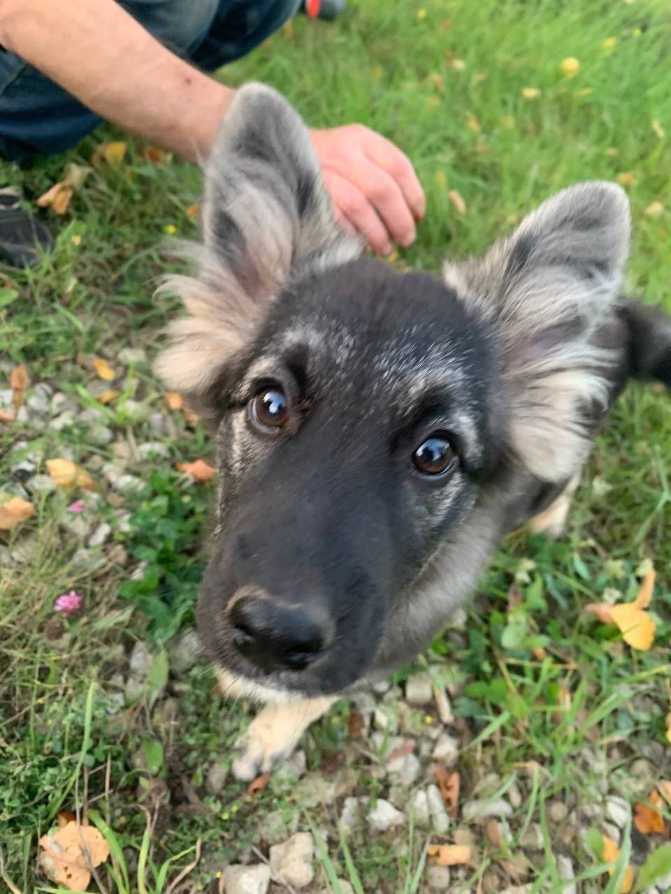 Пропала собака, 