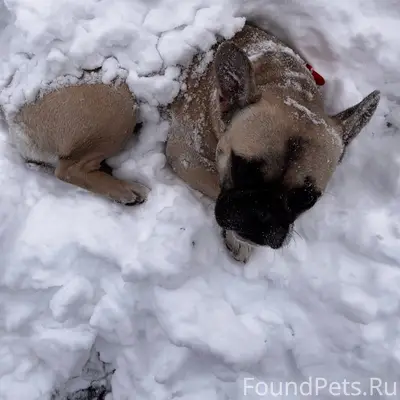 Пропала собака Шайни, французский бульдог, район ул. Гоголя
