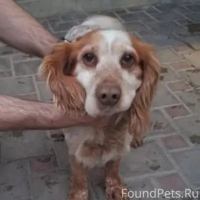 Найден пёс с радужным ошейником