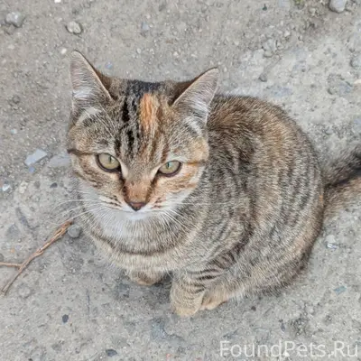 Найдена кошка, Северо-запад, 2 квартал