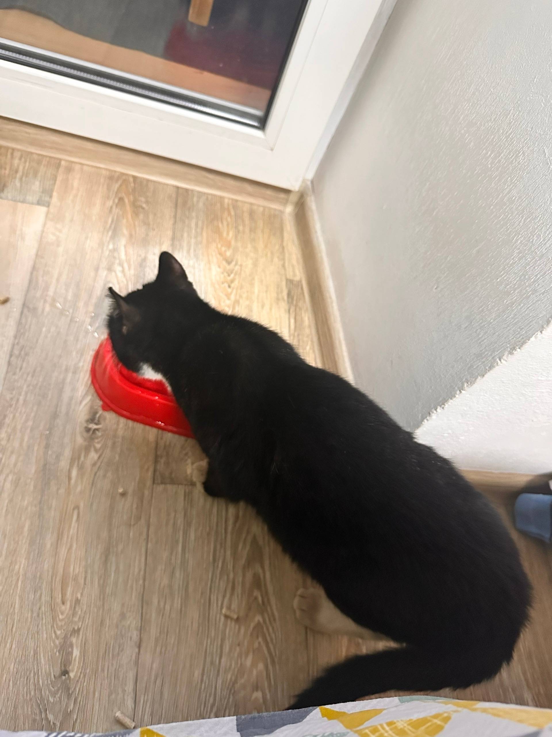 Пропал кот, клубная 54