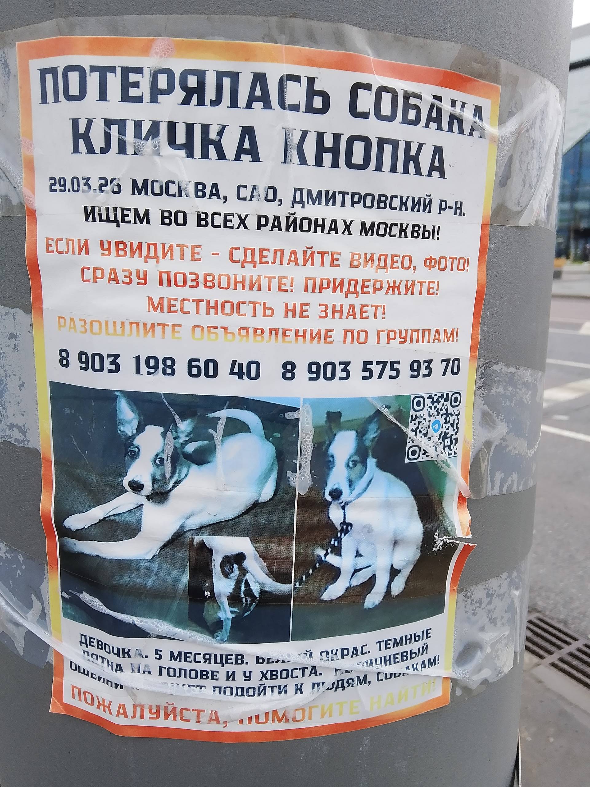 Пропала собака Кнопка