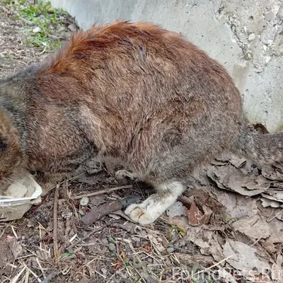 Найден кот с травмами, возможно, сломана челюсть