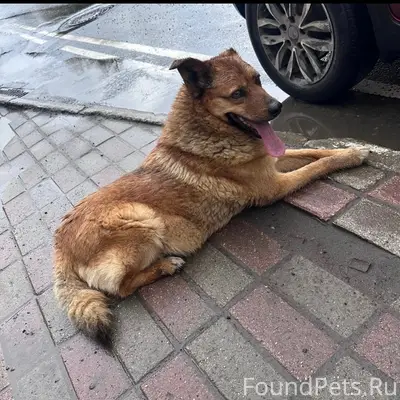 Пропала собака, район Б. Октябрьской и Богоявленской площади
