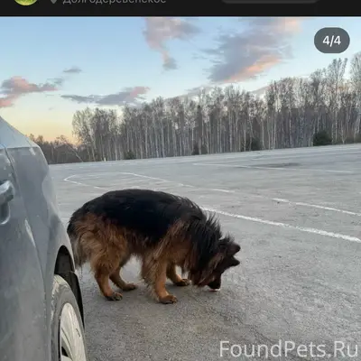 Найден пёс, трасса