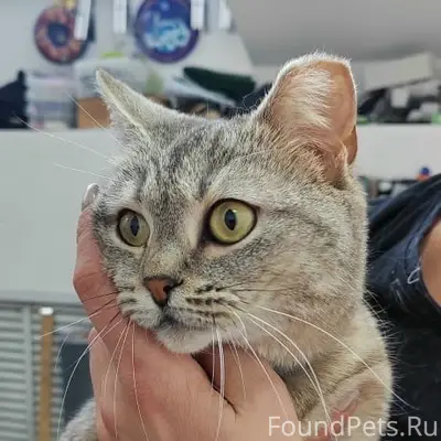 Найдена кошка Марго, Авиастроительный район