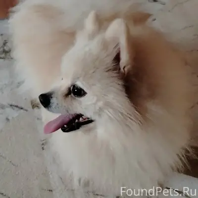 Найден шпиц, район Металлургов 50