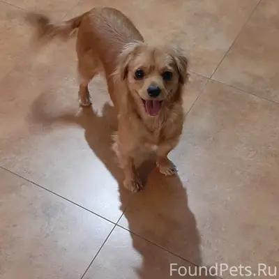 Пропала собака Маня, посёлок Белозёрный