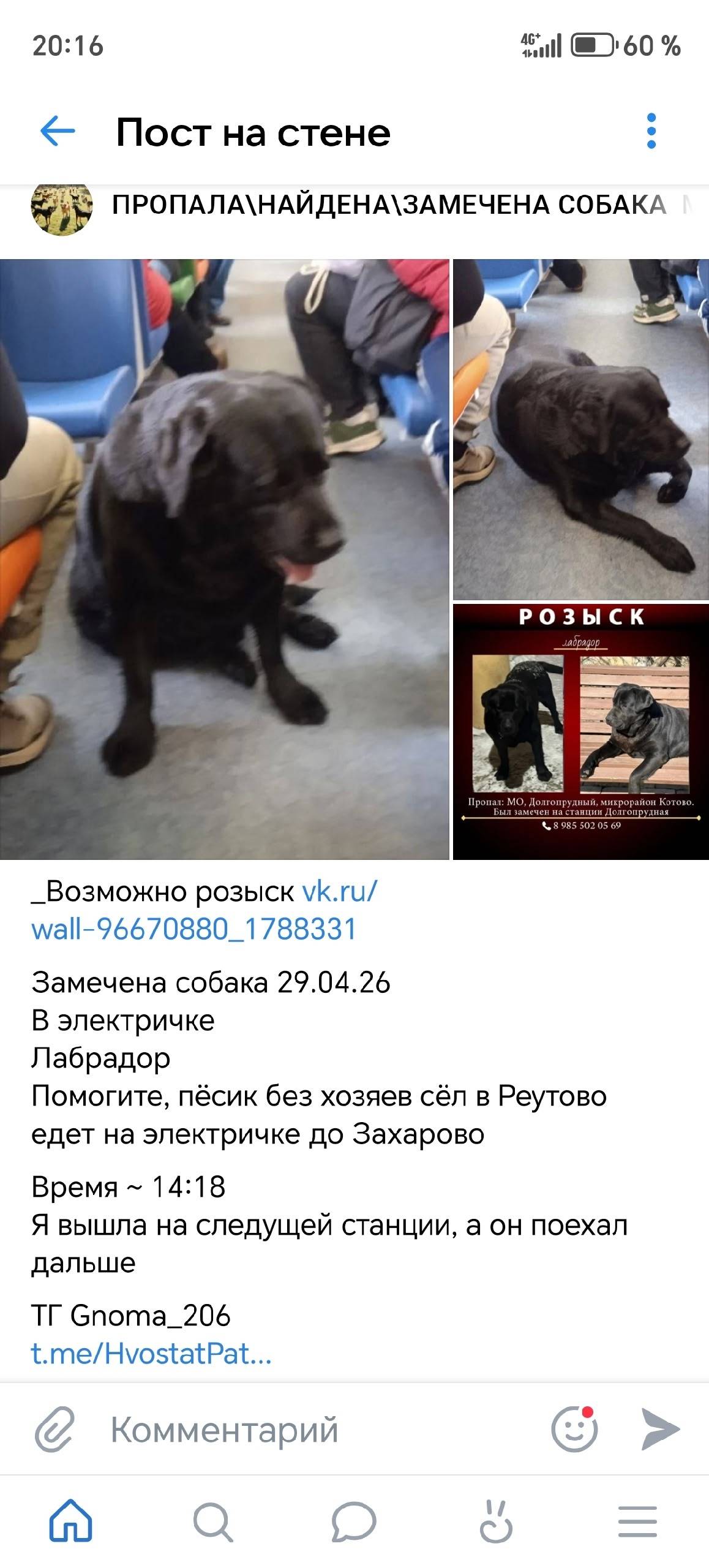 Пропал лабрадор Ярвик, сел в электричку