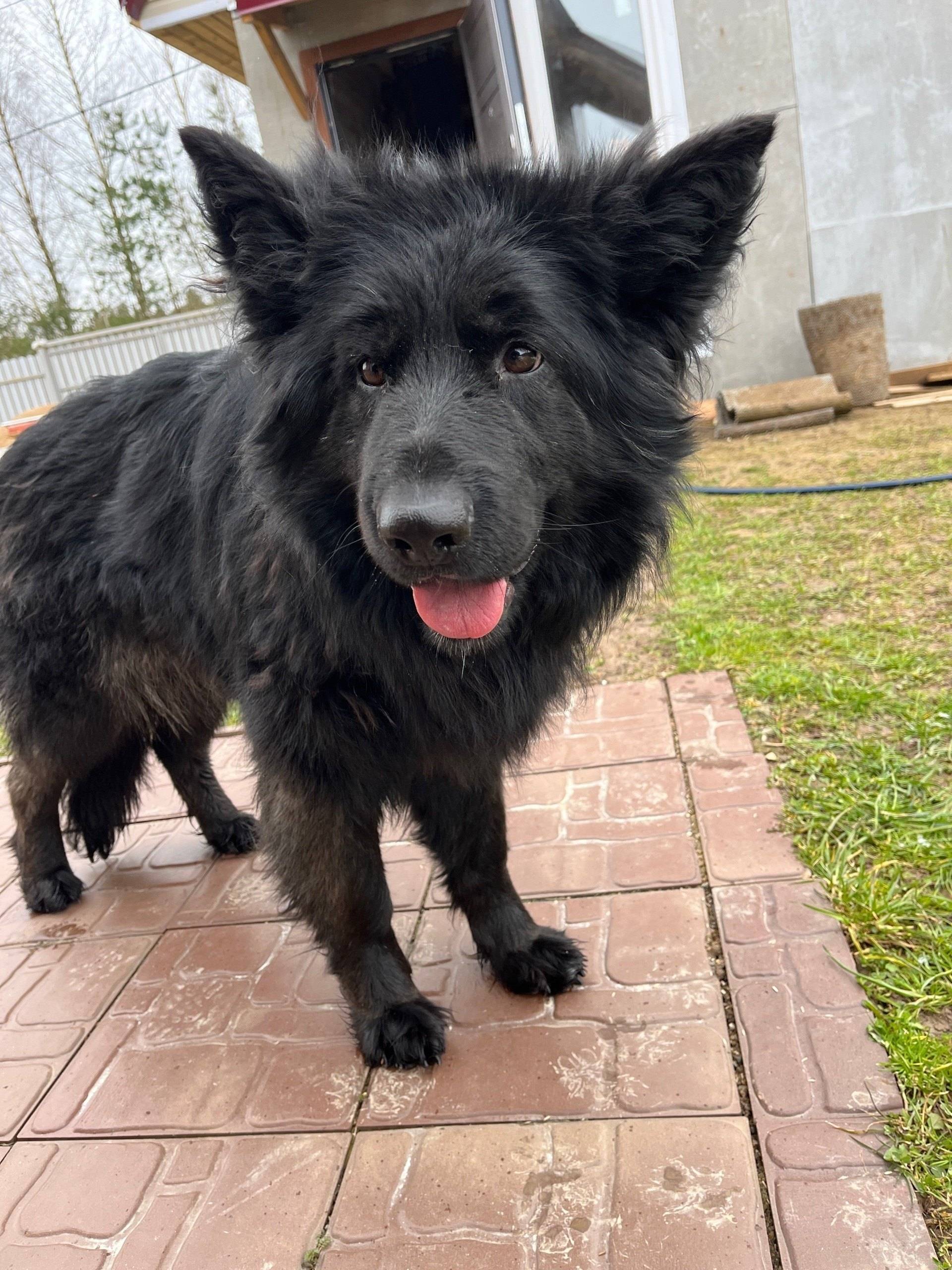 Найден метис овчарки, Истринский район