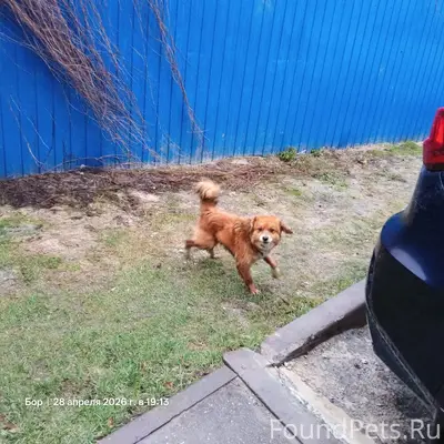 Пропала собака, найдена на улице Степана Разина