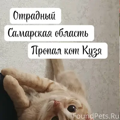 Пропал кот Кузя, Отрадный