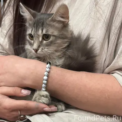 Найден котёнок девочка серого цвета, улица Пузакова