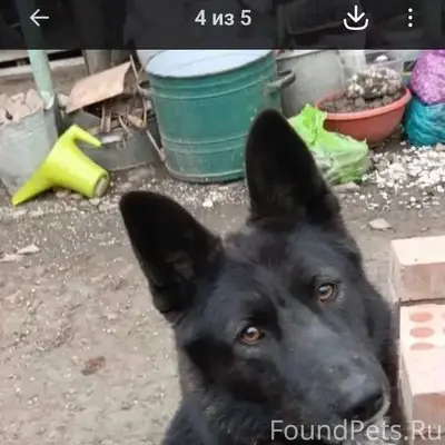 Пропала собака Джесси