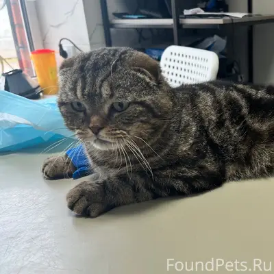 Найден вислоухий кот, Кинель