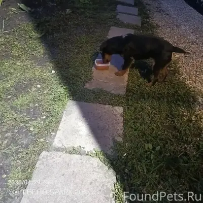 Найден ягдтерьер, собака с травмами