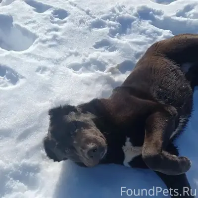 Пропала алабай Рада, деревня Головино