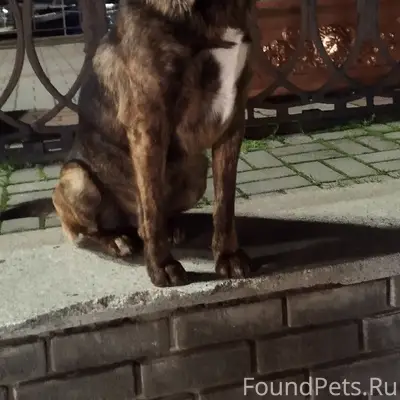 Пропал кобель Тигруля, Боня, Пельмешек, Балаклава