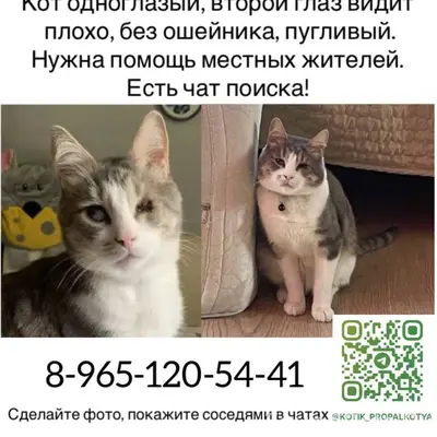 Пропал кот, Московская область, г. Клин