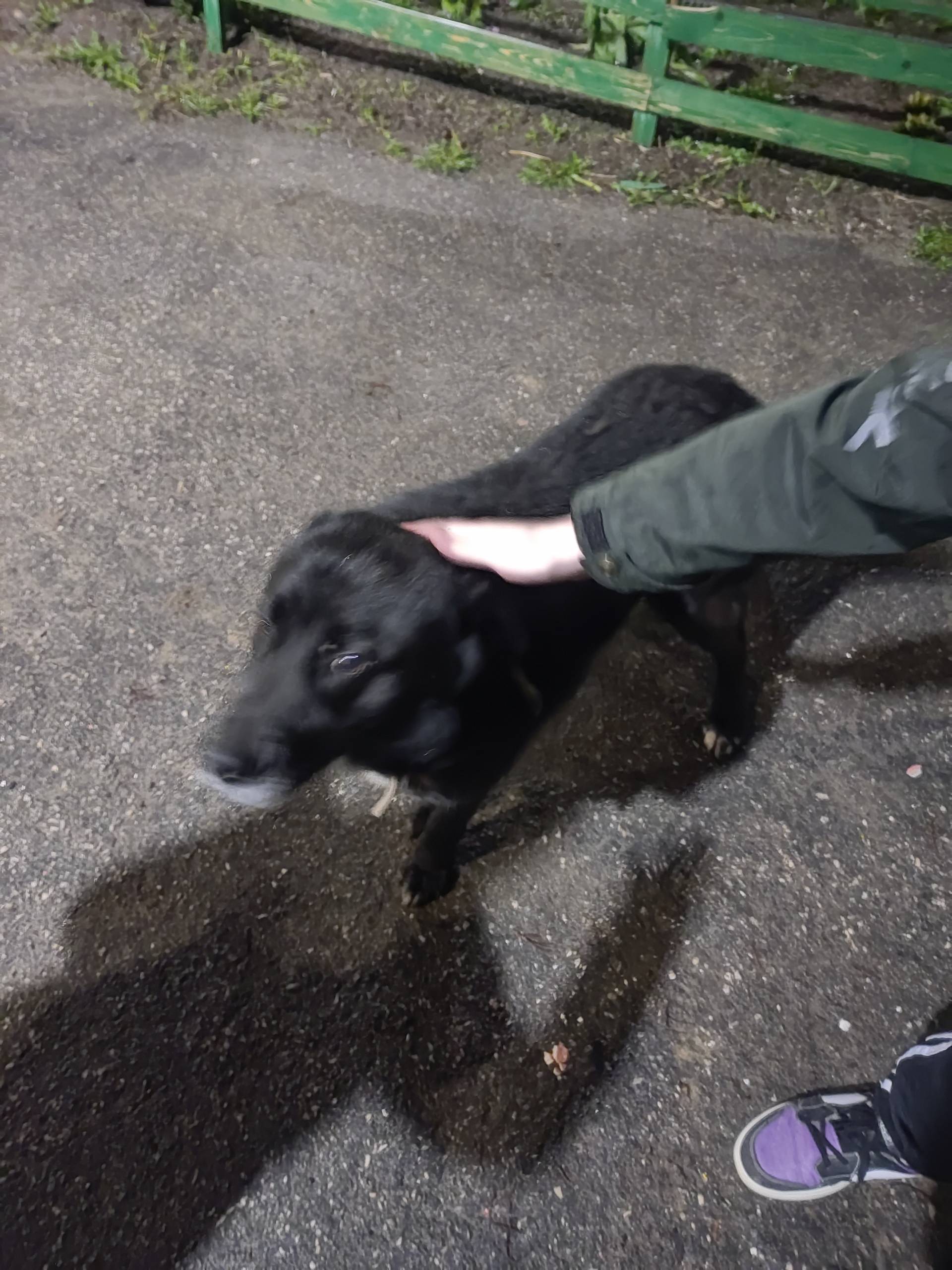 Найден кобель, Нижний Новгород, ул. Медицинская