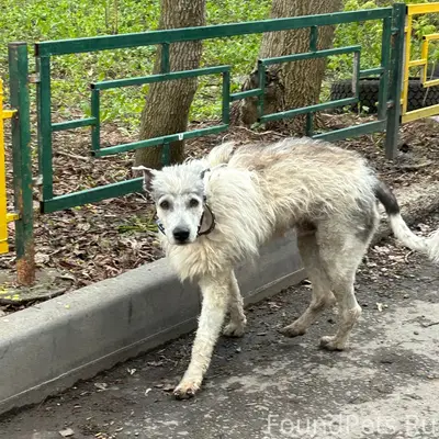 Найден мальчик с ошейником, Советский район
