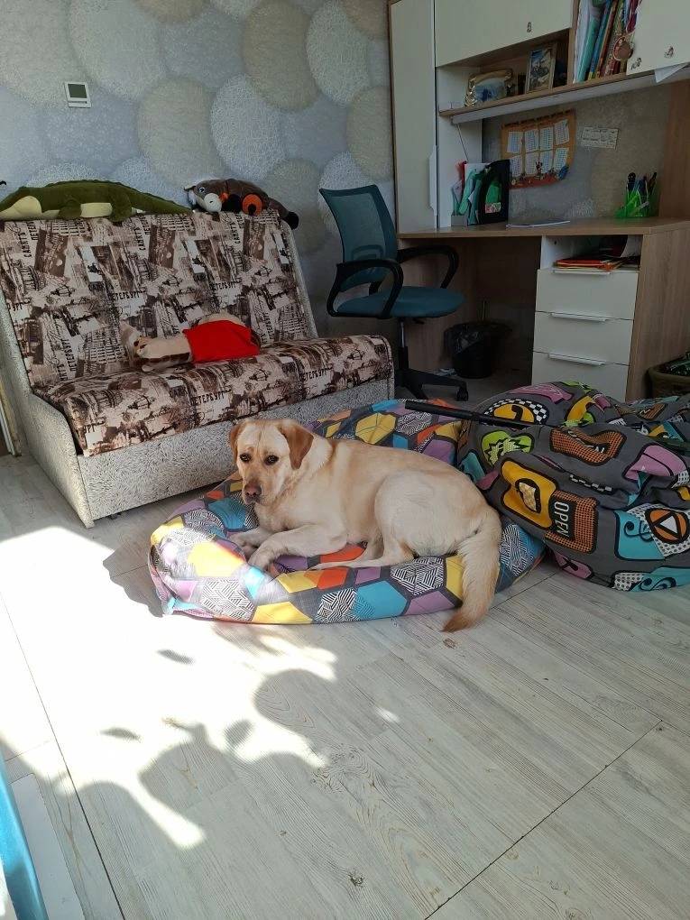 Пропала Молли, светлый лабрадор, район ресторана Адмирал