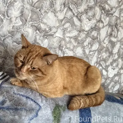 Пропал кот, улица Карла Маркса
