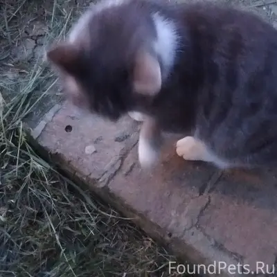 Найден кот, место неизвестно