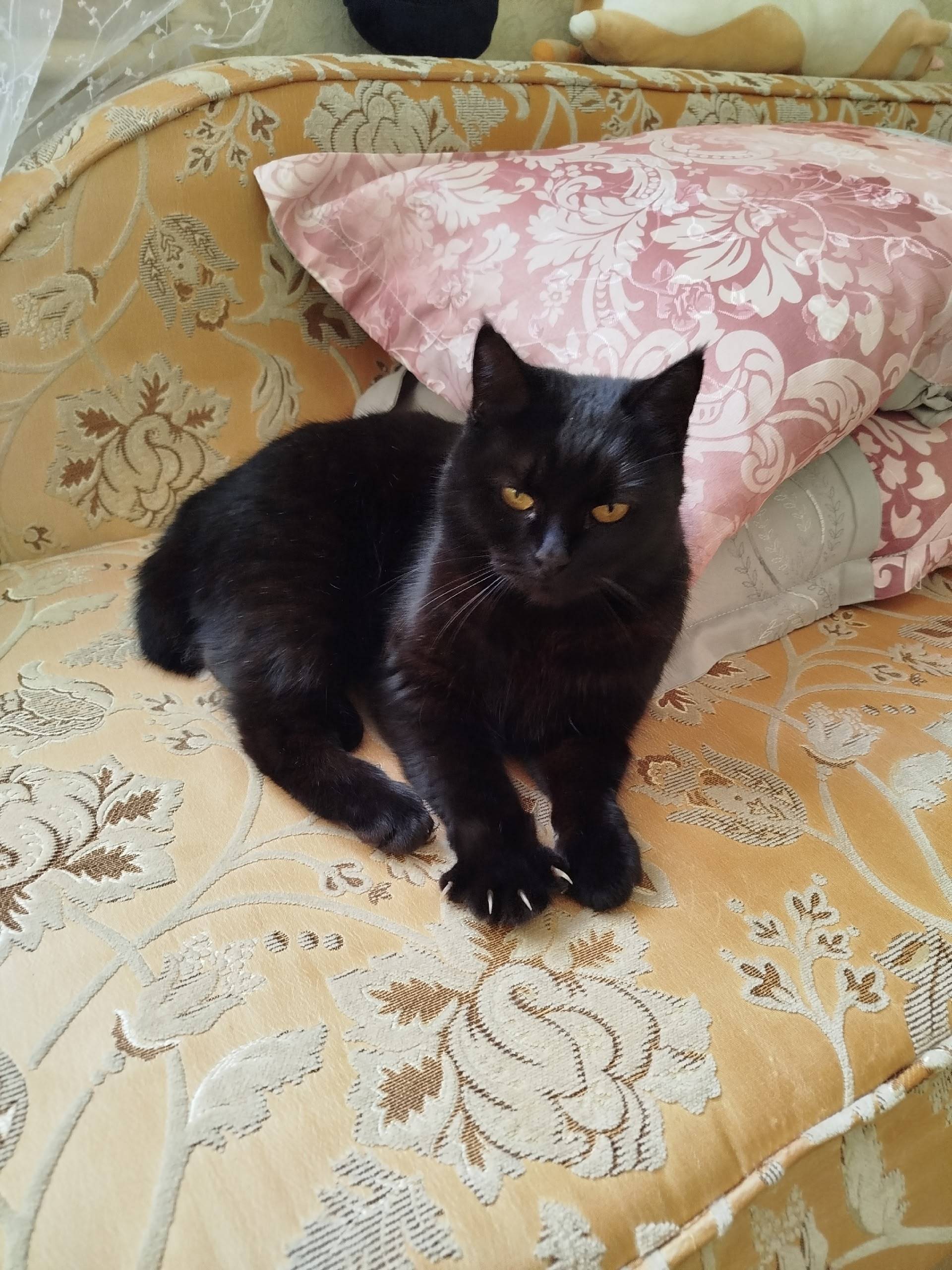 Пропала кошка, короткая улица Солнечная