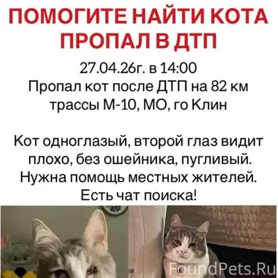 Пропал кот, Клин, трасса М-10