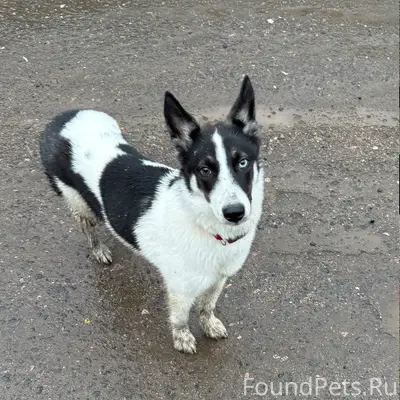 Найденна собака, деревня Толстопальцево