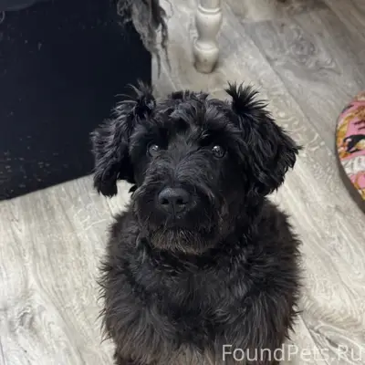 Пропала чёрная собака Романтика, ст. Садовод