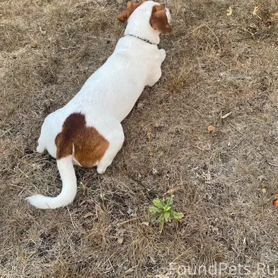 Пропала собака, Симферопольский район