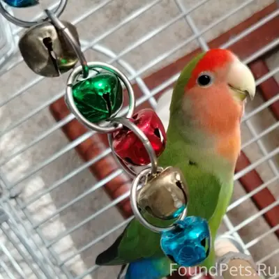 Пропал попугай девочка неразлучник