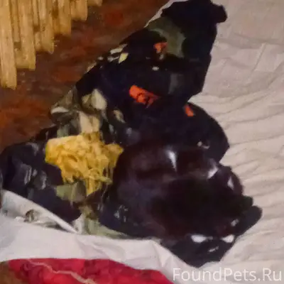 Пропал кот Вася